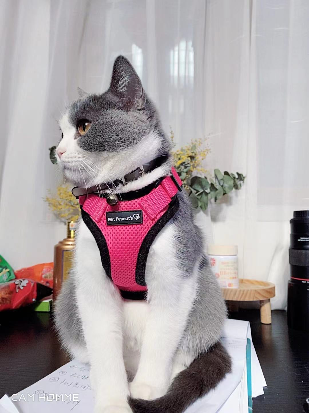 Mr. Peanut's PurrTrek Reflektierendes Katzengeschirr mit passender Leine