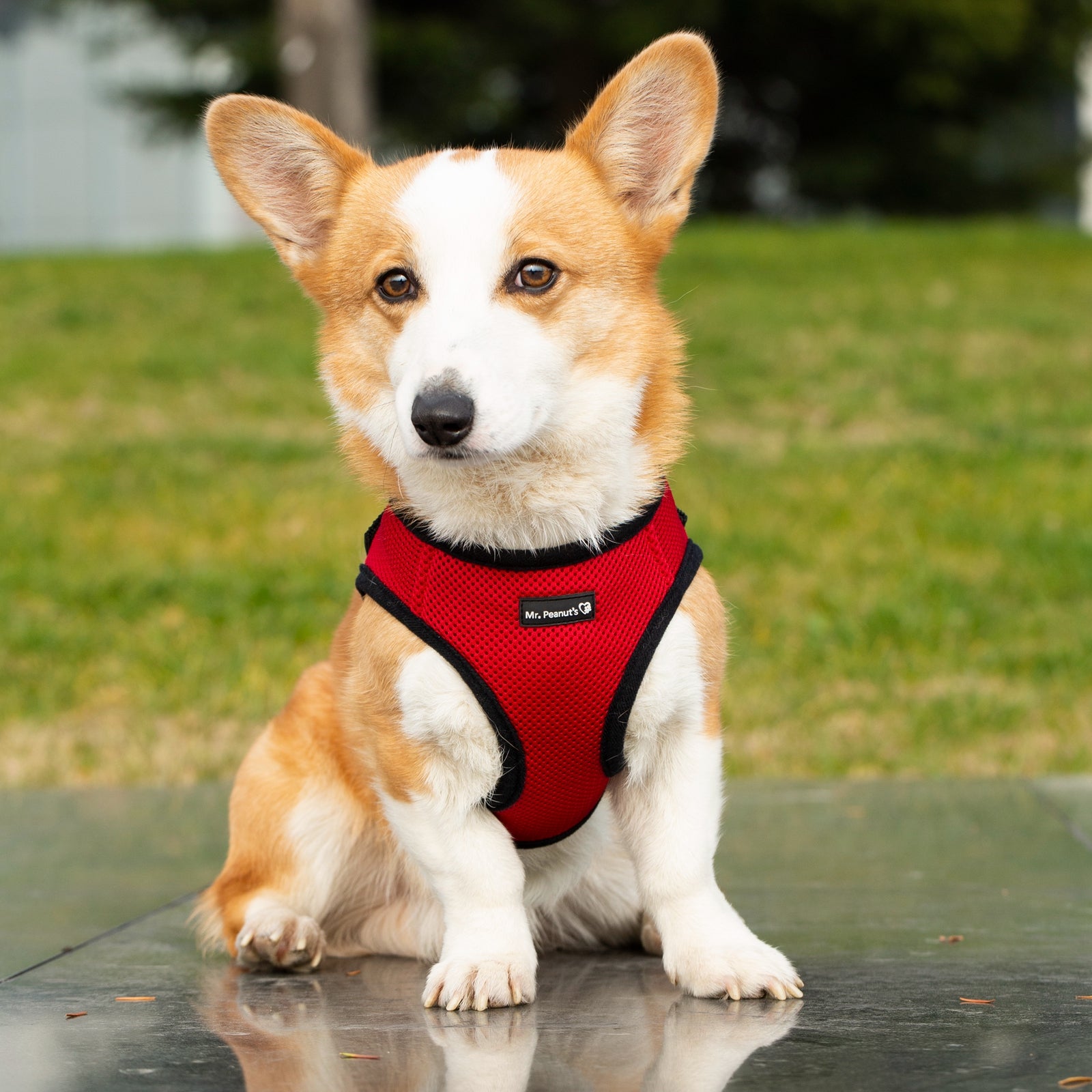 Mr. Peanut's PupTrek Weiches Mesh-Hundegeschirr mit passender Leine – Verstellbar, Atmungsaktiv, Anti-Zug