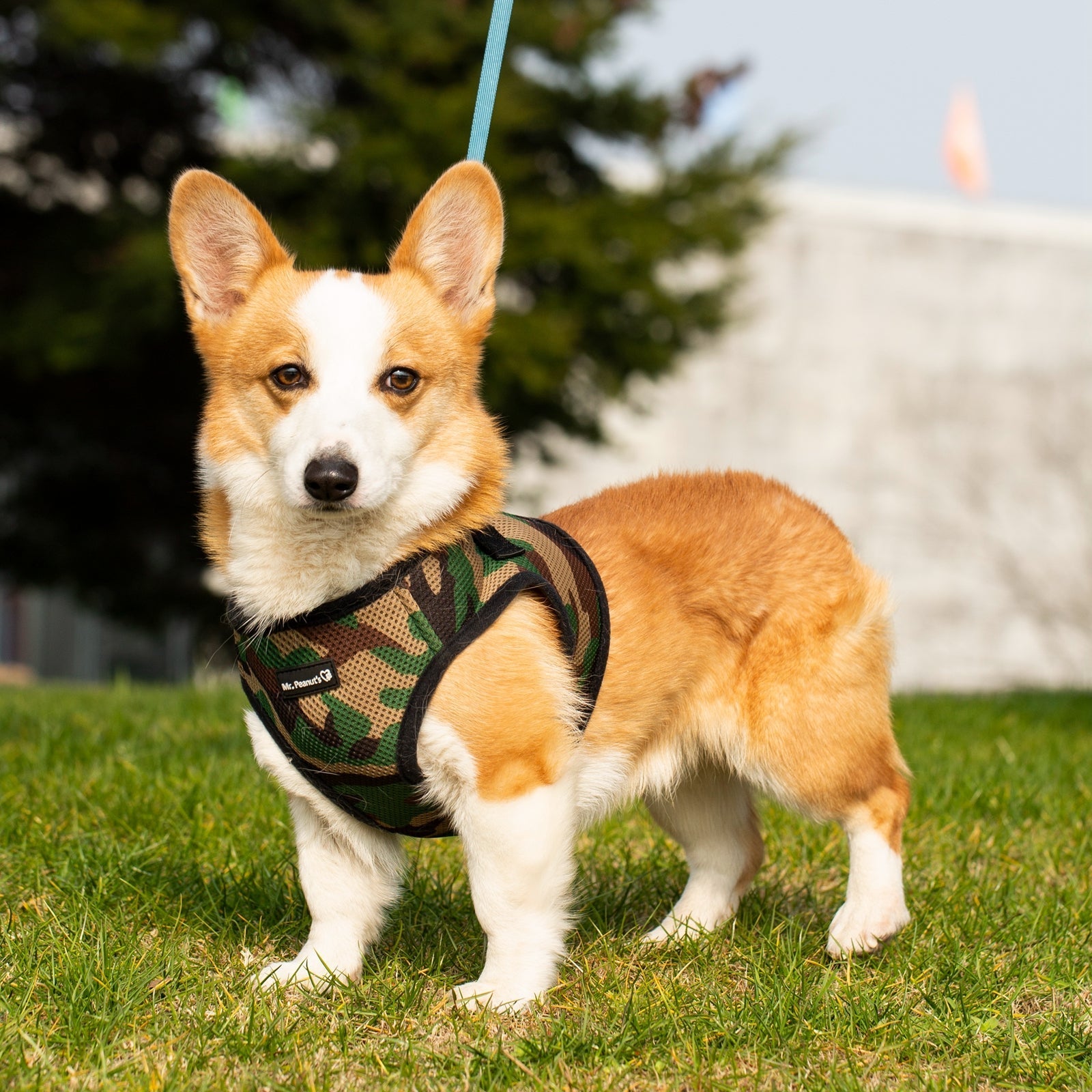 Mr. Peanut's PupTrek Weiches Mesh-Hundegeschirr mit passender Leine – Verstellbar, Atmungsaktiv, Anti-Zug