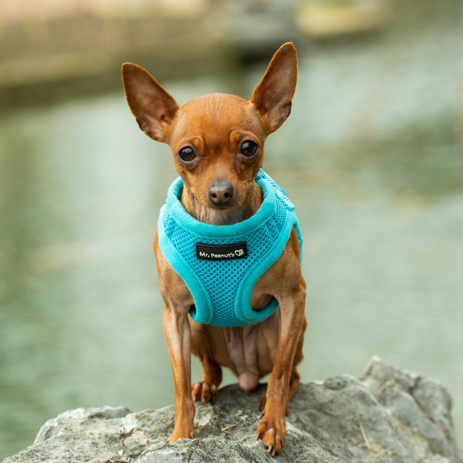 Mr. Peanut's PupTrek Weiches Mesh-Hundegeschirr mit passender Leine – Verstellbar, Atmungsaktiv, Anti-Zug