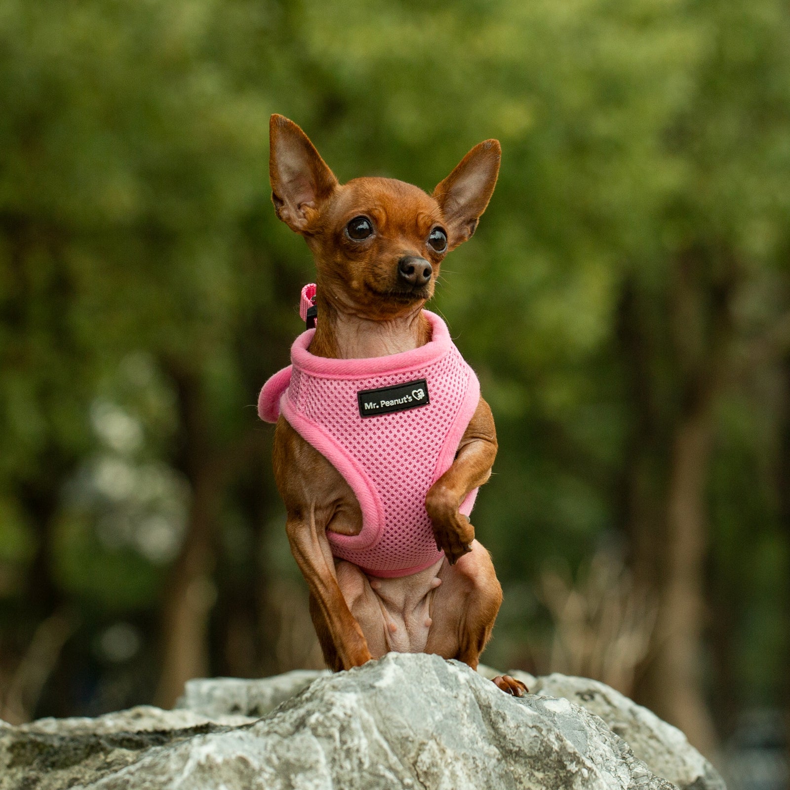 Mr. Peanut's PupTrek Weiches Mesh-Hundegeschirr mit passender Leine – Verstellbar, Atmungsaktiv, Anti-Zug