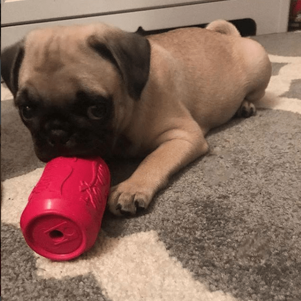 Puppy Can Toy Rubber Chew Toy for Teething Puppies | Treat Dispenser | USA Made